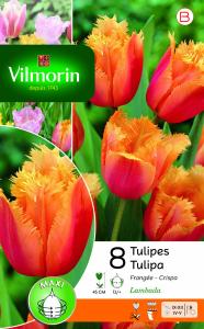 Tulipe Lambada (x8)
